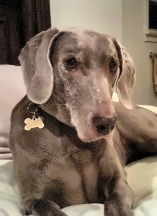Emma, a Weimaraner