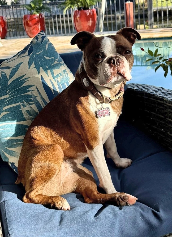 Ruby, a red brindle Boston Terrier